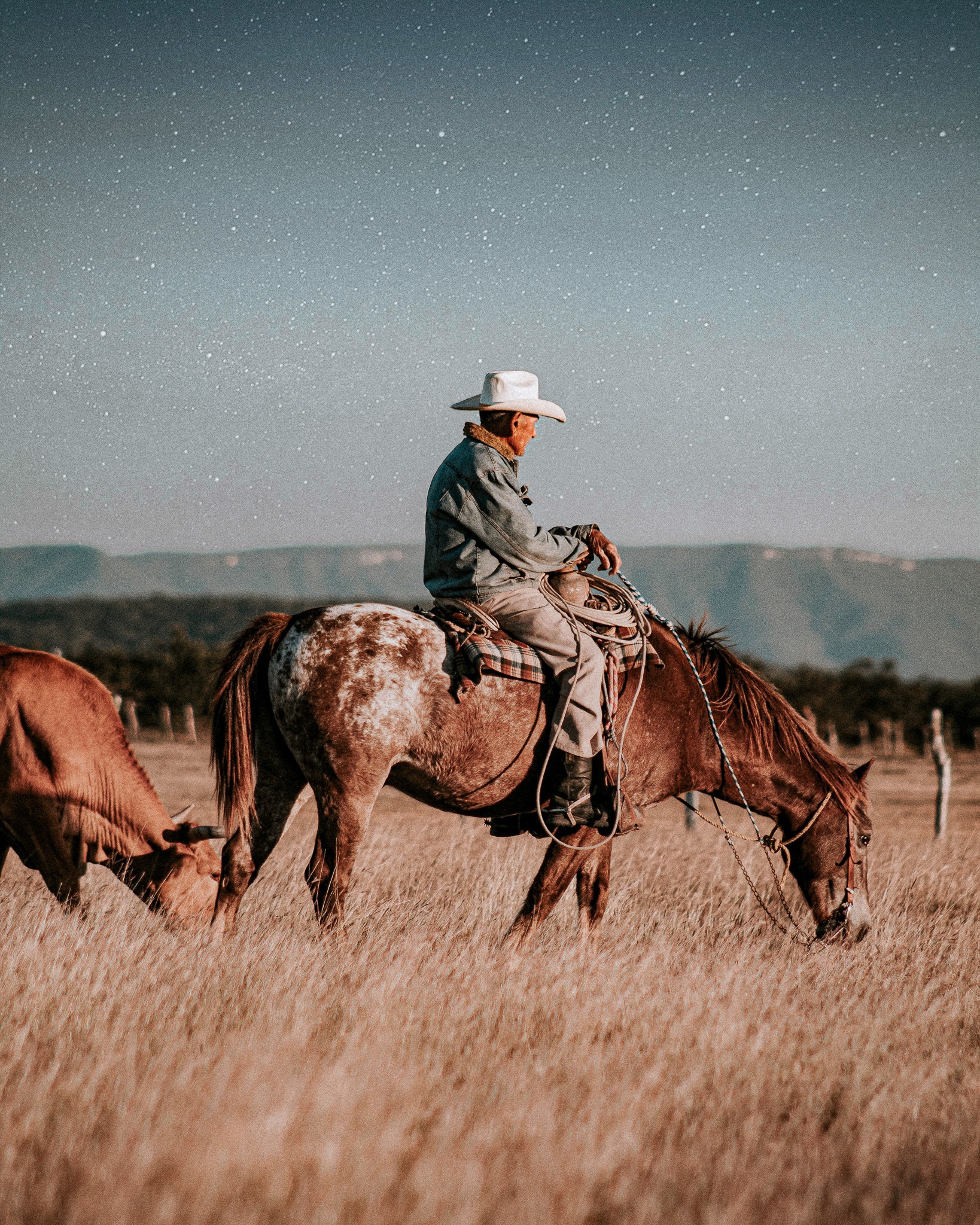 Horse rider Horse rider