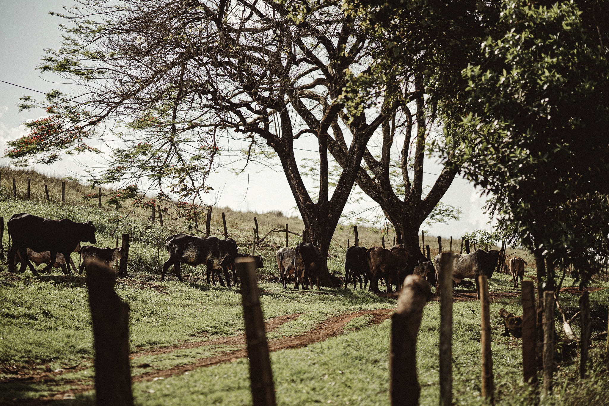 Livestock Livestock