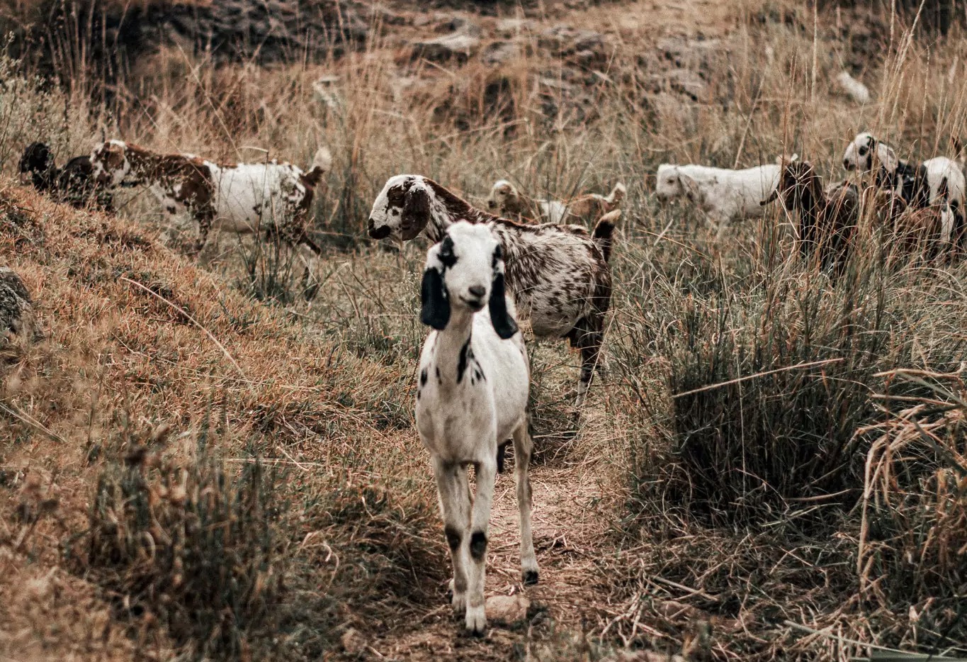Goat Goat