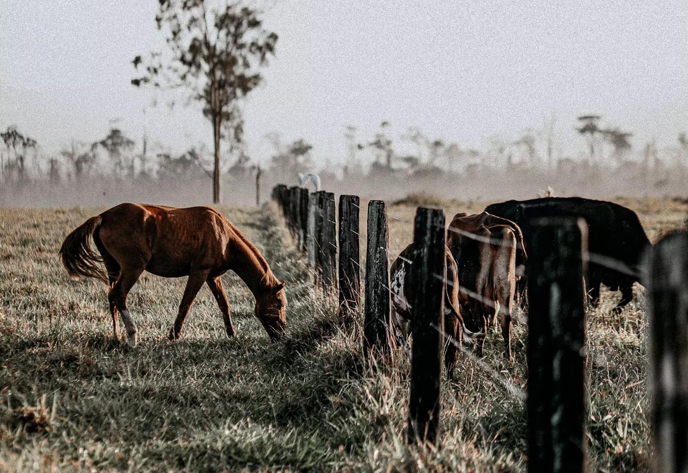 Horse