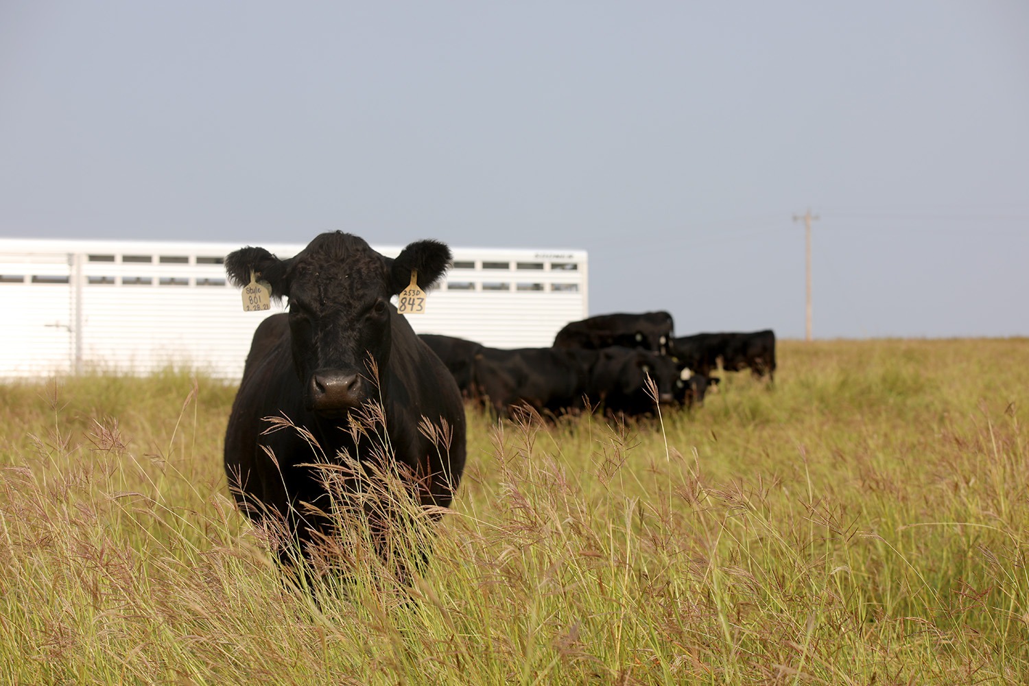 Cattle with trailer Cattle with trailer