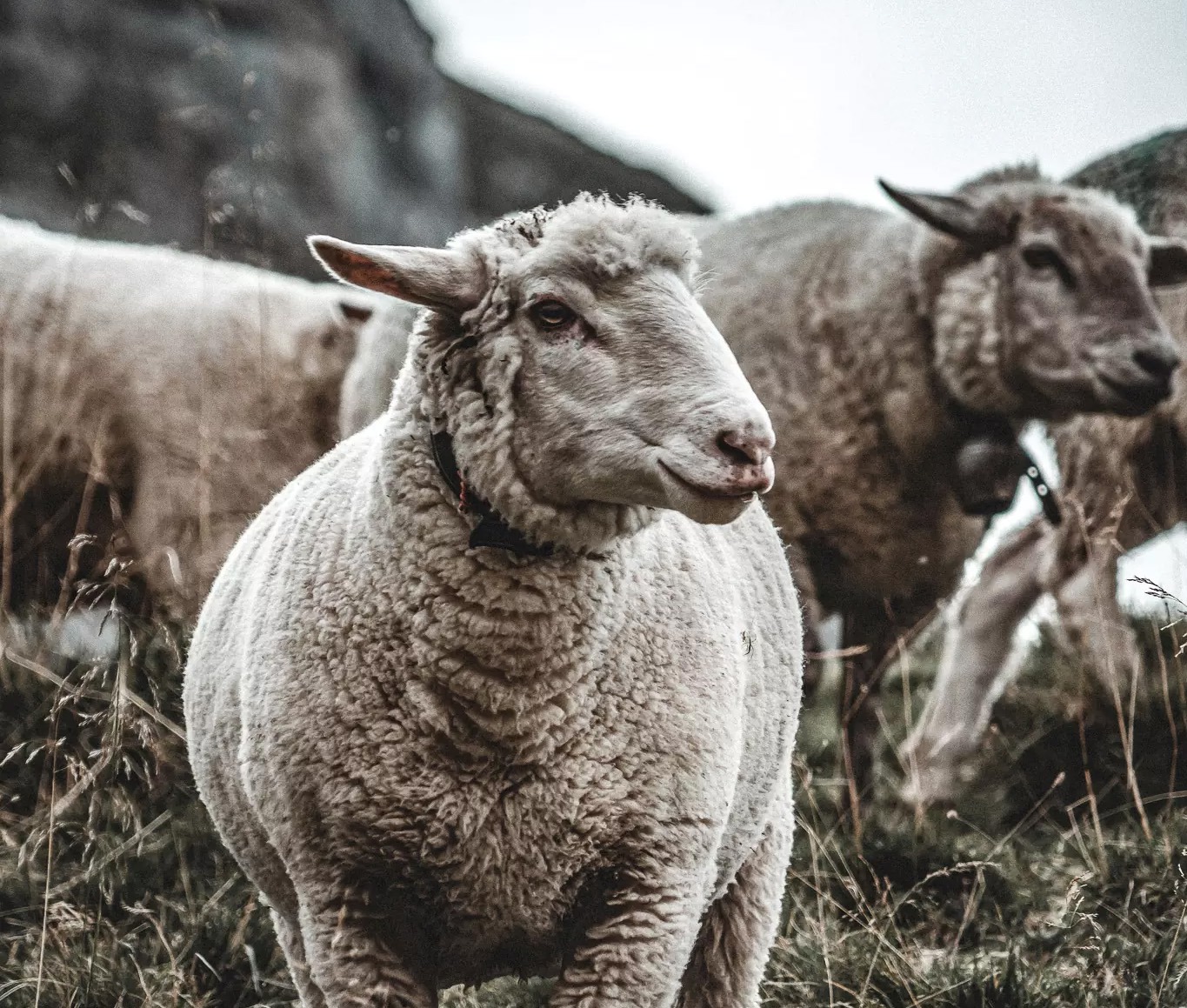 Sheep Sheep